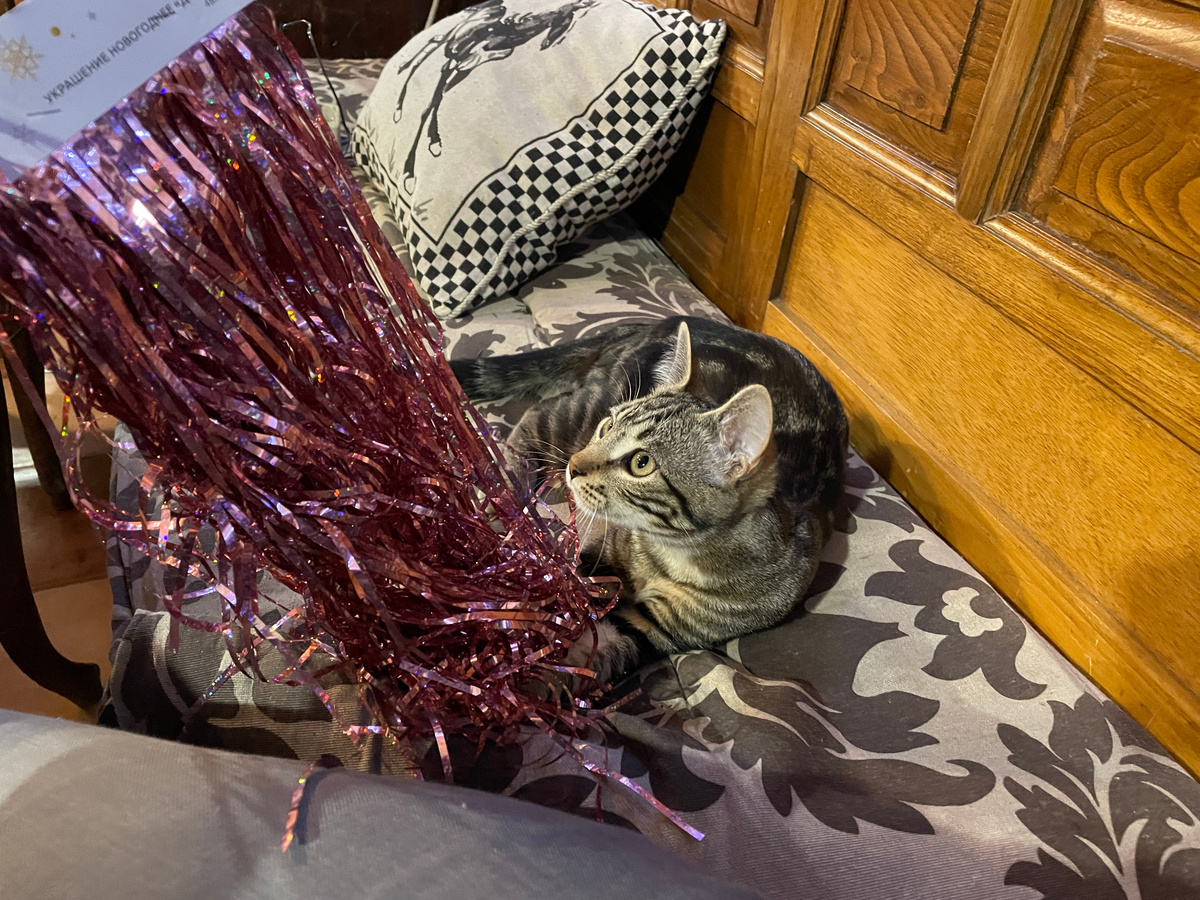 Это Густаво