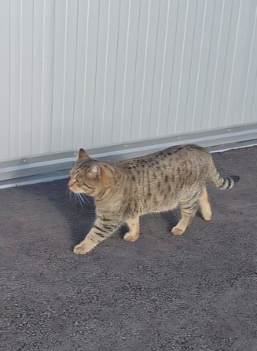 Габровский заводской котик провожает мужа с работы в последний рабочий день перед отпуском.