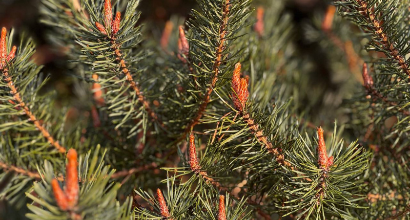    Первый городской канал Калининград