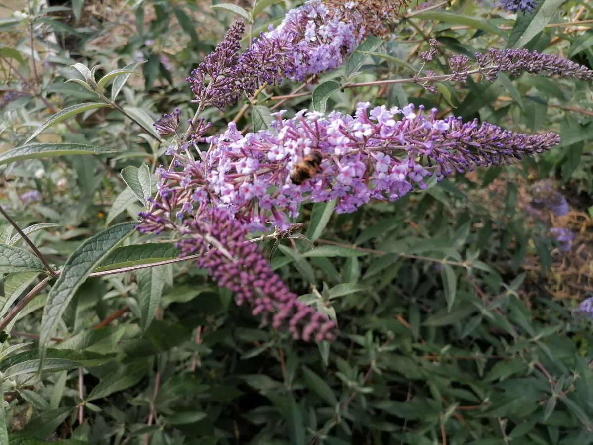 Пчела на буддлее, фото автора