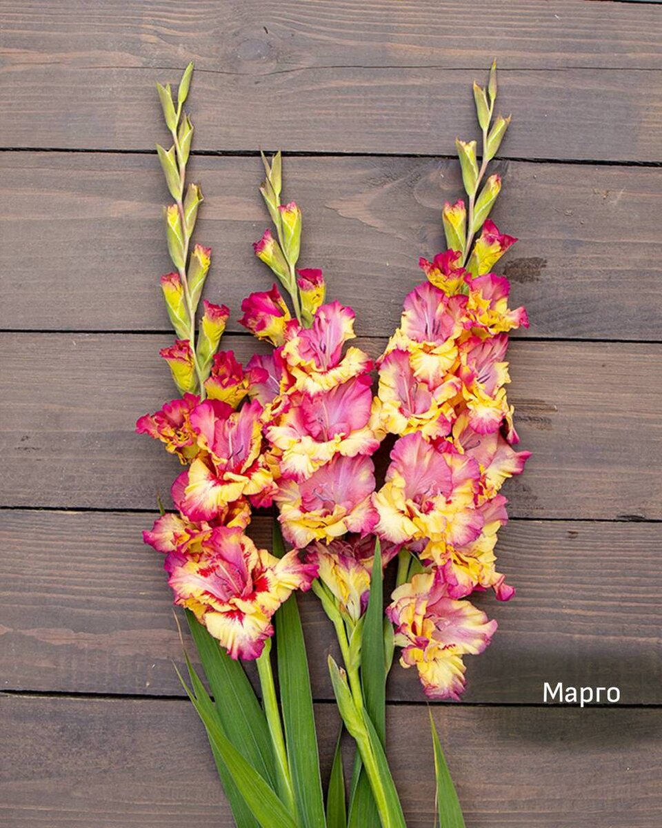 Гладиолус российский Марго