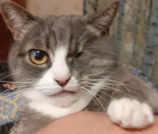 Мусе грозит слепота, помогите в лечении