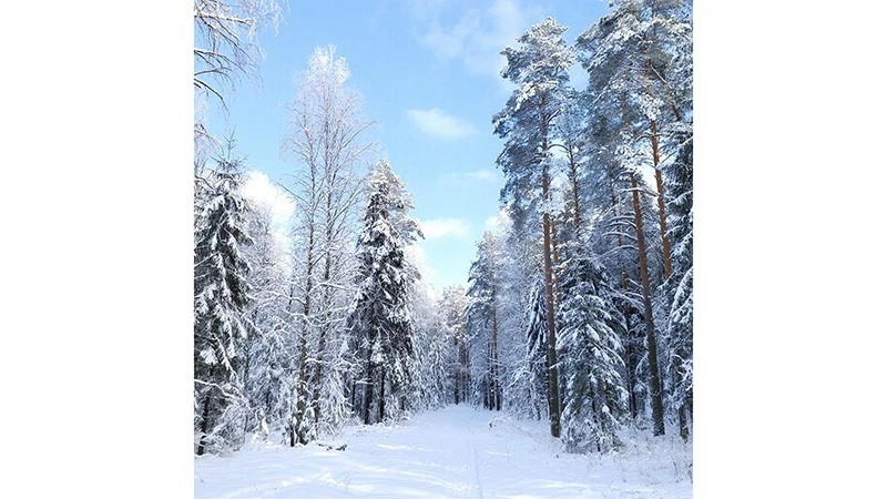    Telegram в России не заблокируют, пока каналы не переедут на Max