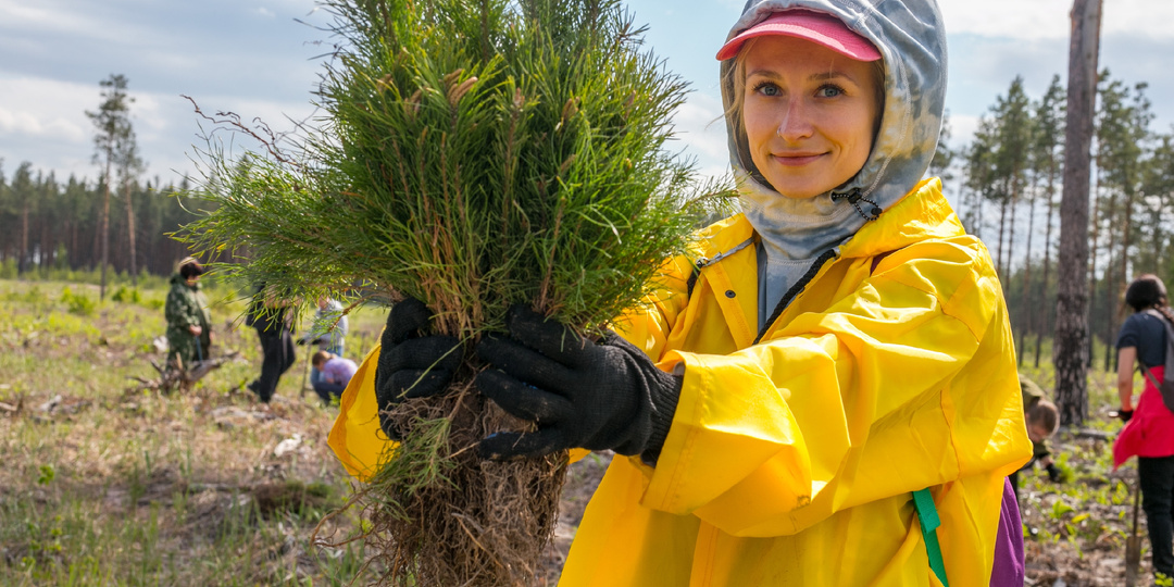 24 декабря - официально день украшения ёлки