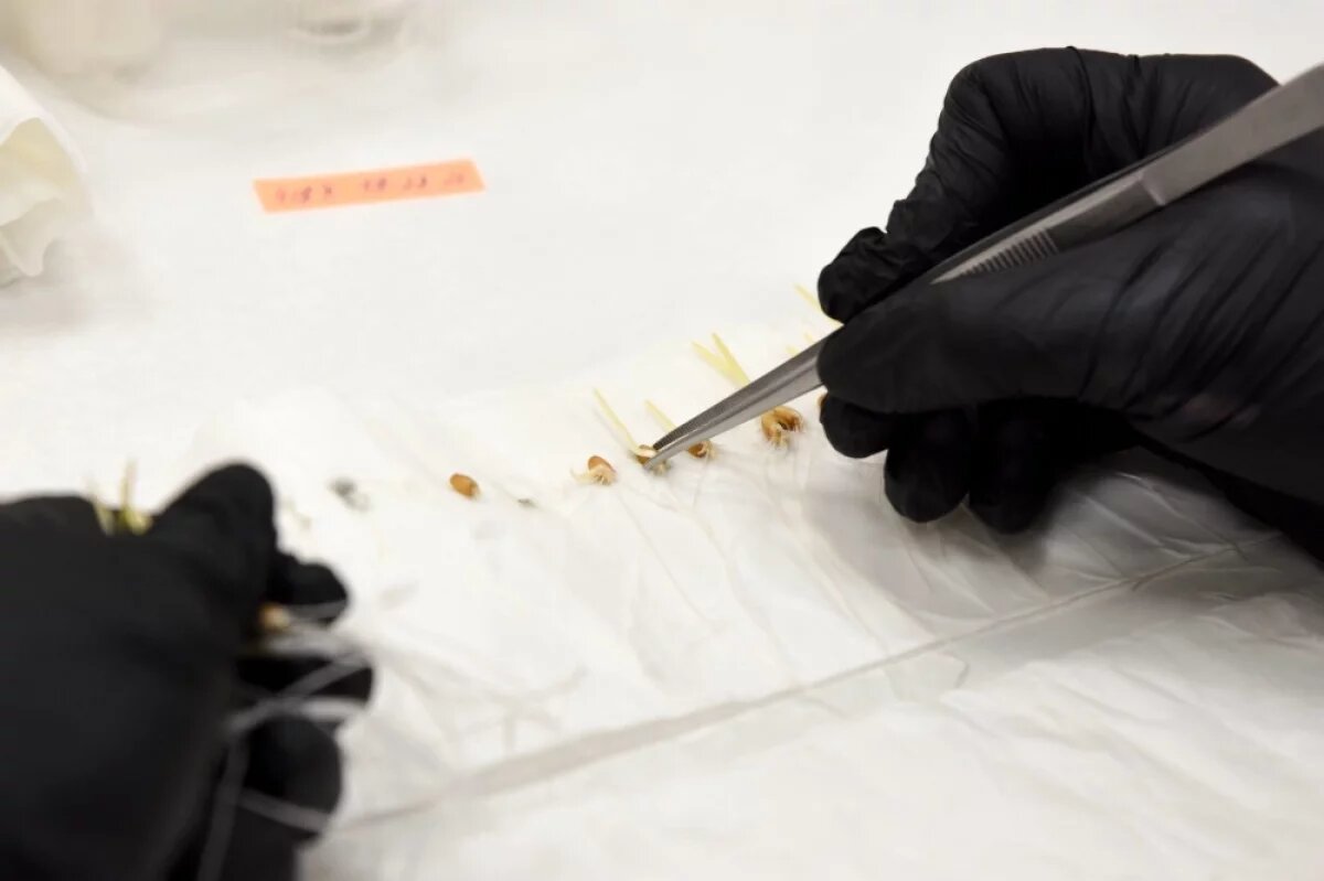    Ещё один семенной завод заработал в Курской области