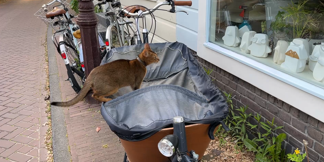 50 вещей, к которым мне пришлось привыкнуть в Амстердаме