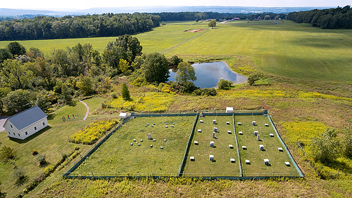    Огороженные поля, на которых жили лабораторные мышиChris Kitchen/Cornell University