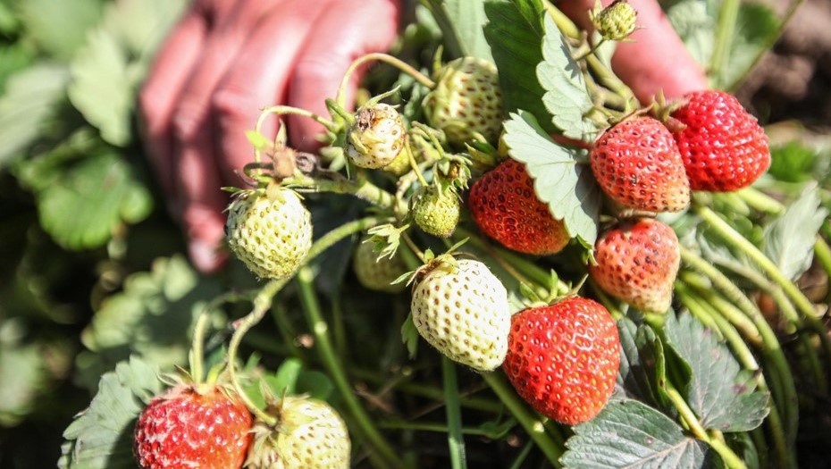 Автор фото: Сергей Коньков / "ДП"