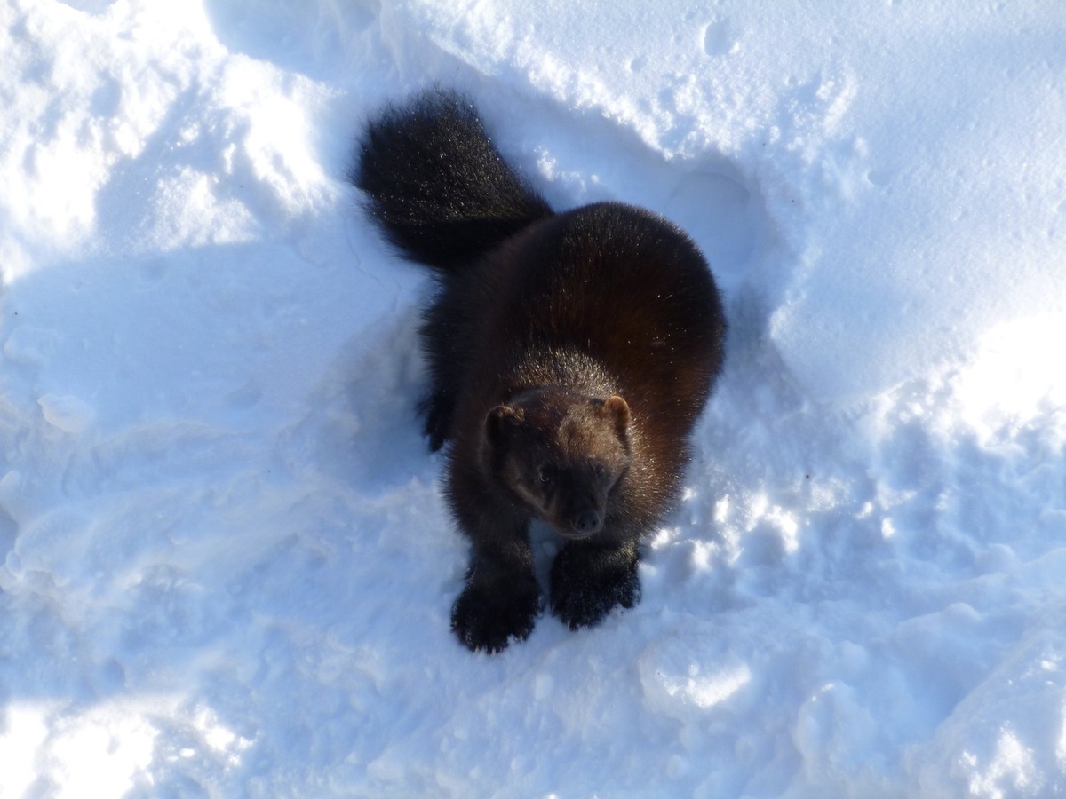    Так выглядит росомаха — редкий и скрытный обитатель алтайской тайги