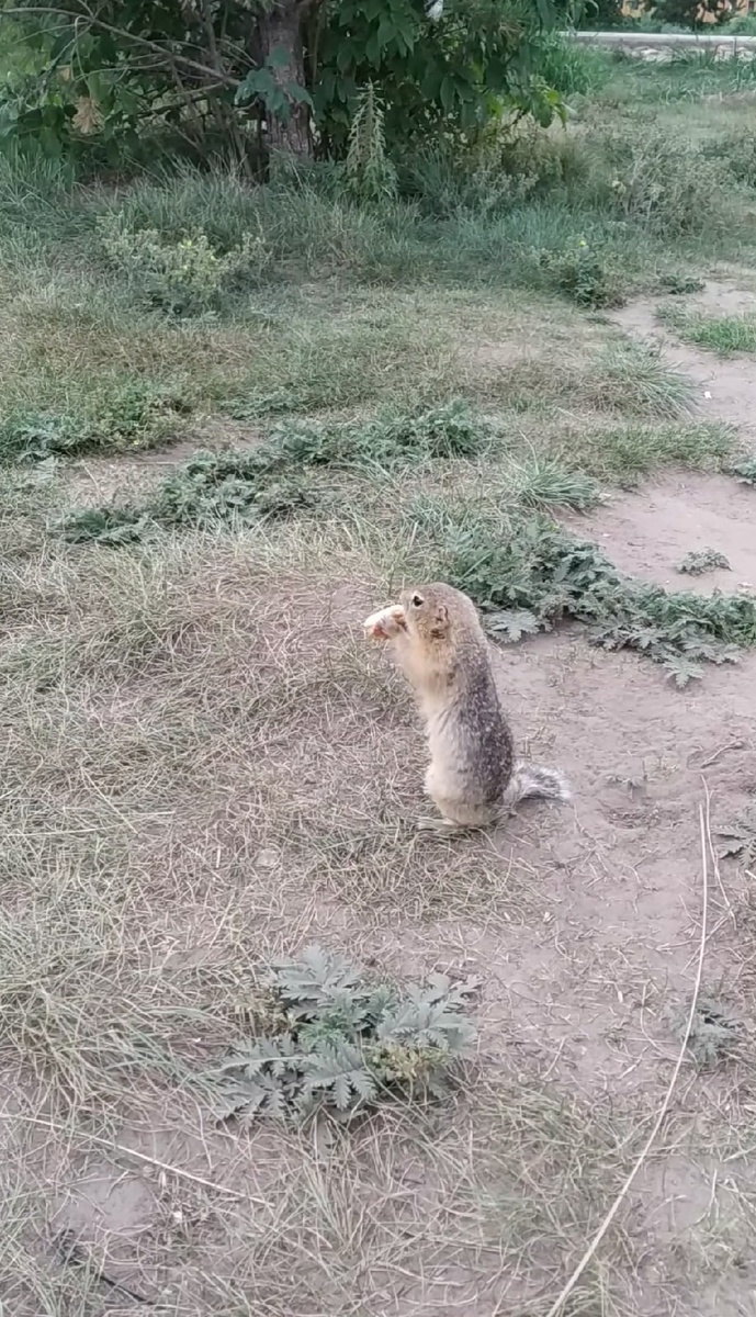 Татышевские суслики в Красноярске (личное фото)