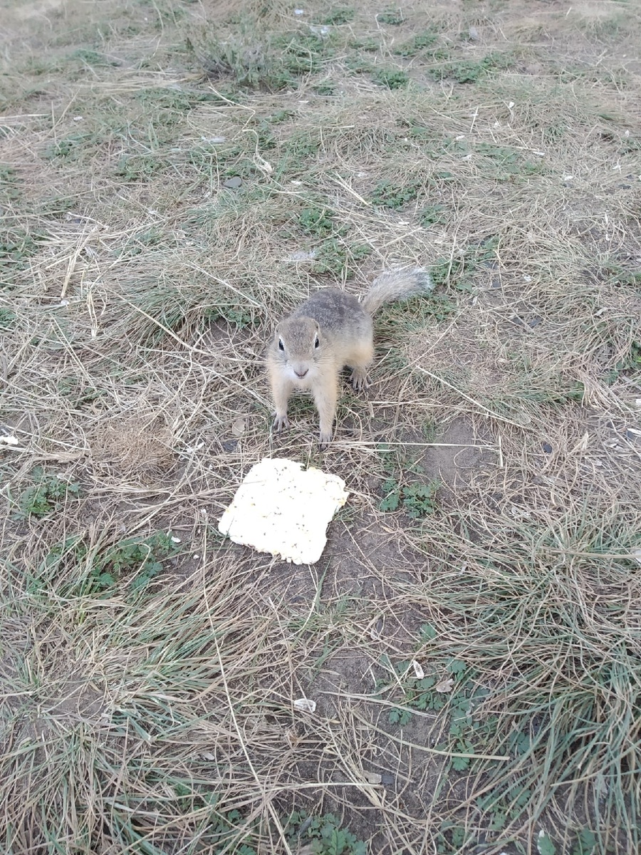 Татышевские суслики в Красноярске (личное фото)