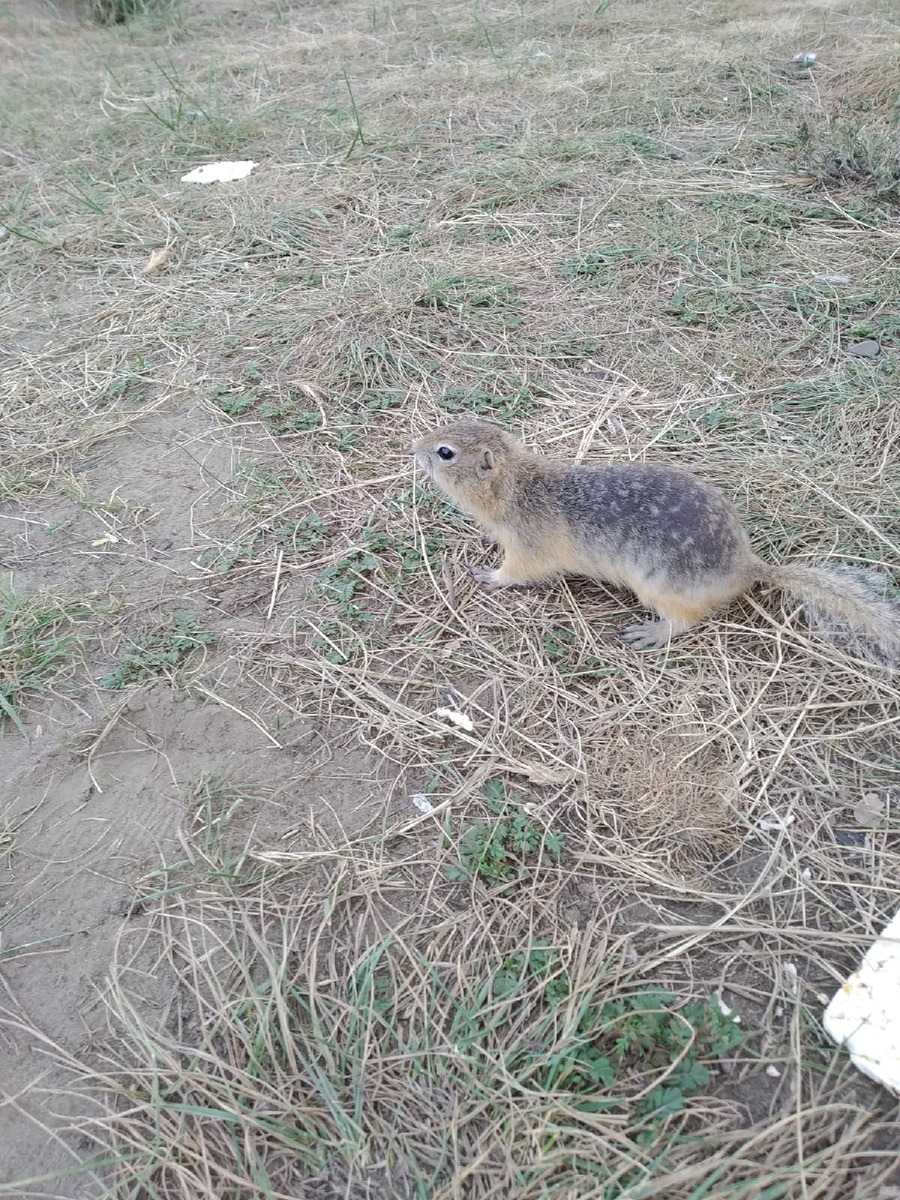 Татышевские суслики в Красноярске (личное фото)