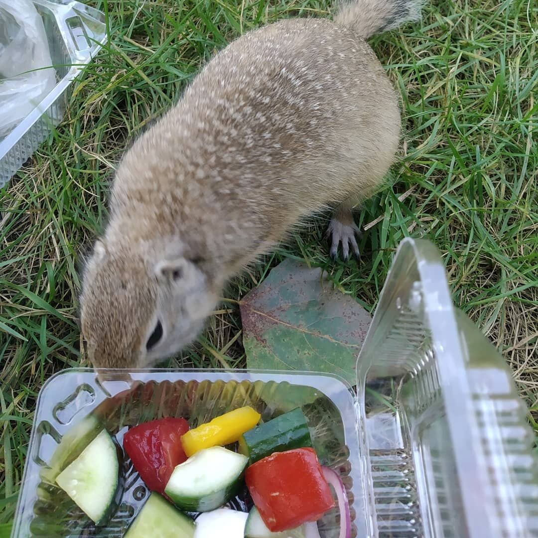 Если вы не угостите сусликов, то они угостятся сами! Татышевский суслик, Красноярск (личное фото)