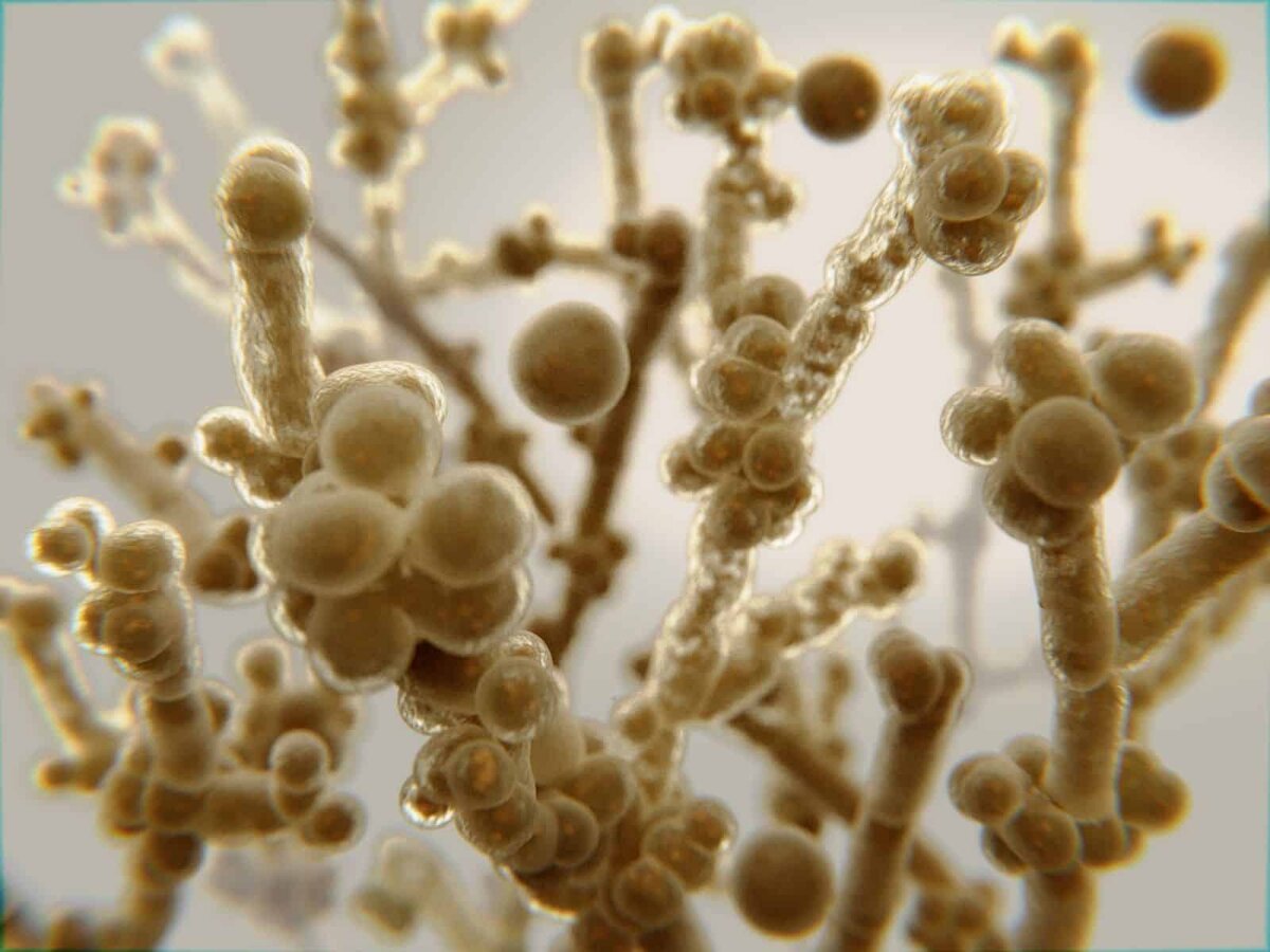 Грибок Candida albicans. Фото https://www.thecandidadiet.com/