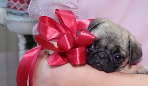     Школьница из Ермаковского округа получила подарок от Владимира Путина