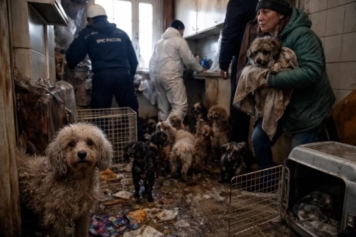    Волонтеры эвакуировали более 130 собак из квартиры в Тольятти, где животные содержались в антисанитарных условиях.