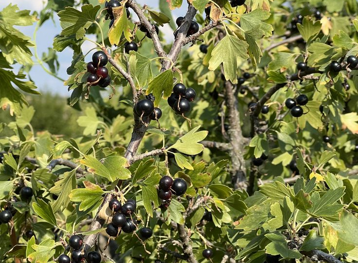 Без этой обрезки черная смородина СТАРЕЕТ за 2–3 года и перестаёт радовать урожаем