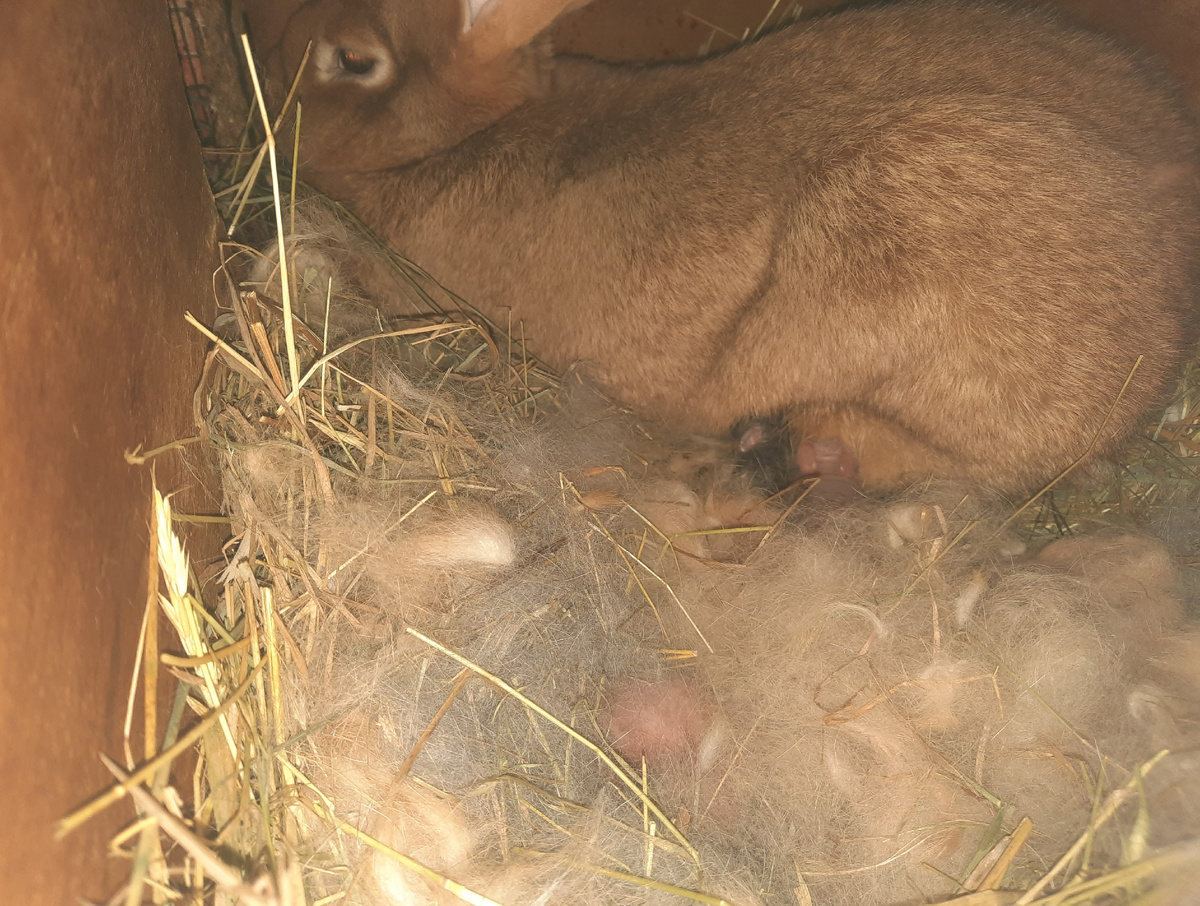 Крольчиха с приплодом 