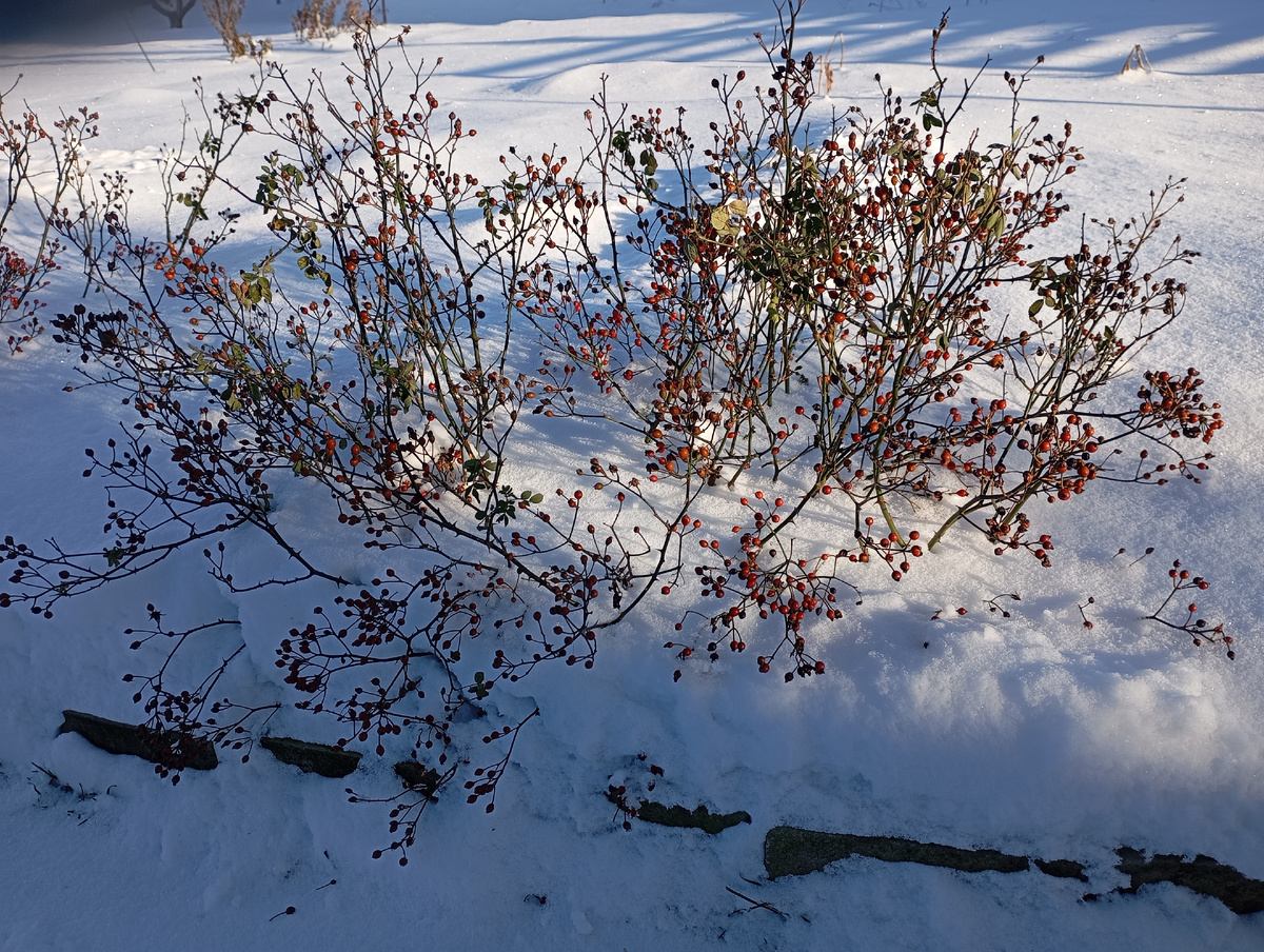 Роза Крылья Ангела