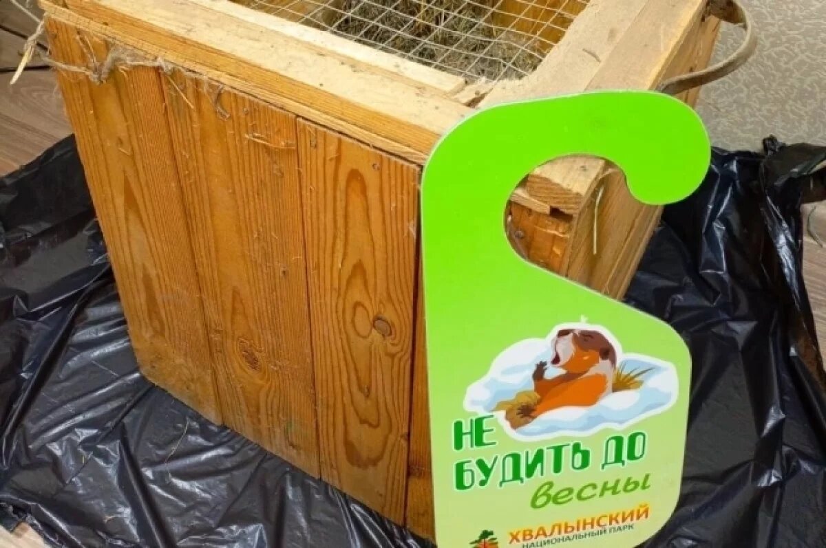    Байбак-предсказатель по кличке Друг впал в спячку под Саратовом