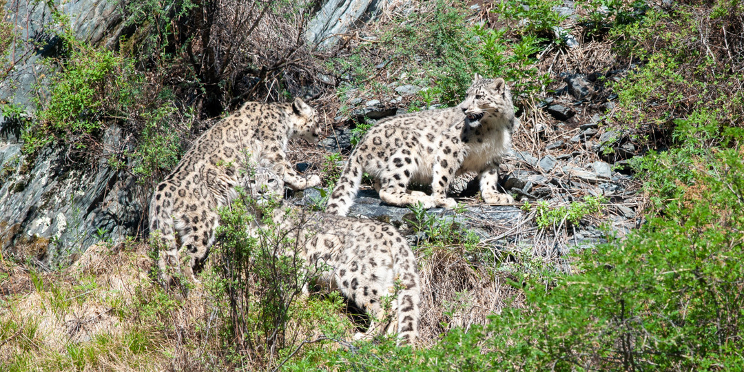 Как удалось восстановить популяцию ирбисов в Саяно-Шушенском заповеднике
