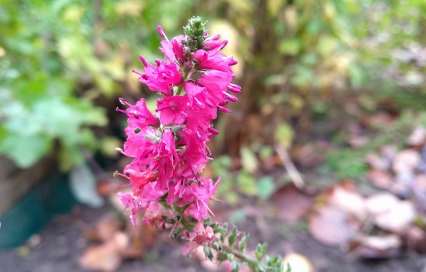 Соцветие вероники