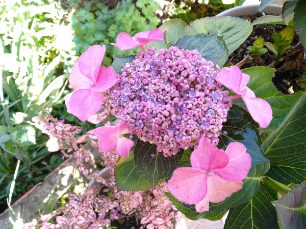 Цветение крупнолистной гортензии