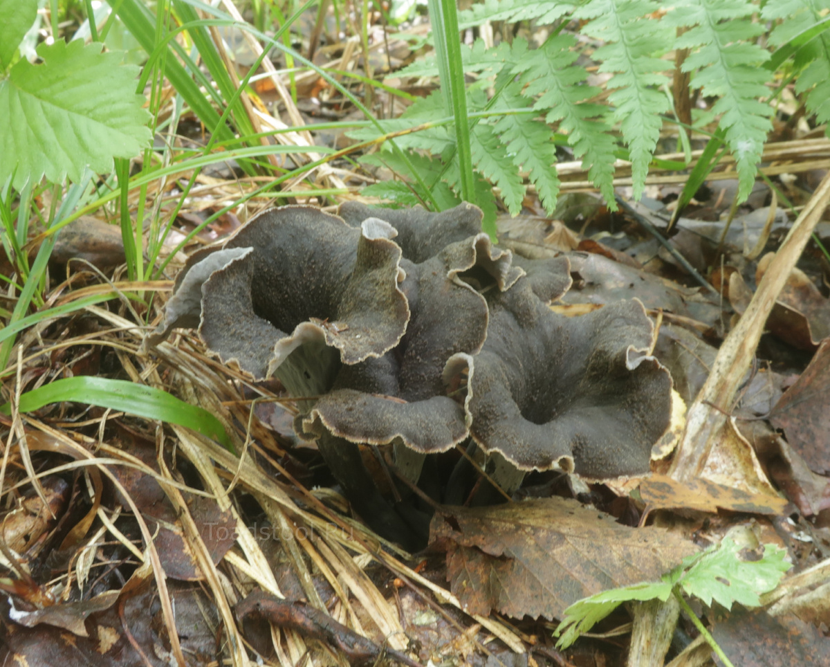 Вот они, долгожданные. Чёрной Бурде - быть! Я сказал. (фото И.Лебединского)