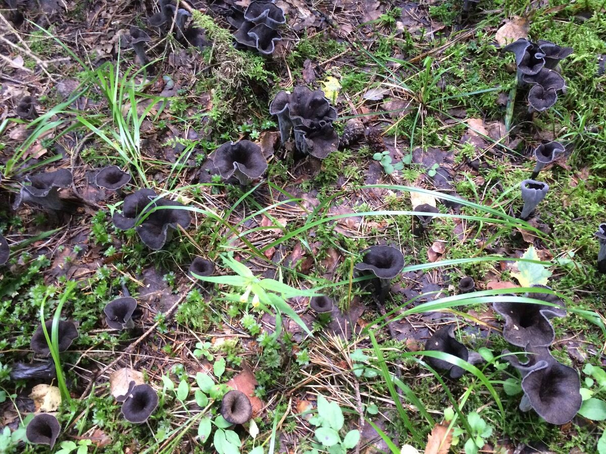 "Есть немного". Автору снимка, кстати, вороночник категорически не понравился, но он в меньшинстве (автор фото Mareesha)