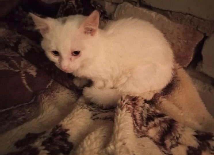 Сидел на краю мусорного бака и дрожал от холода