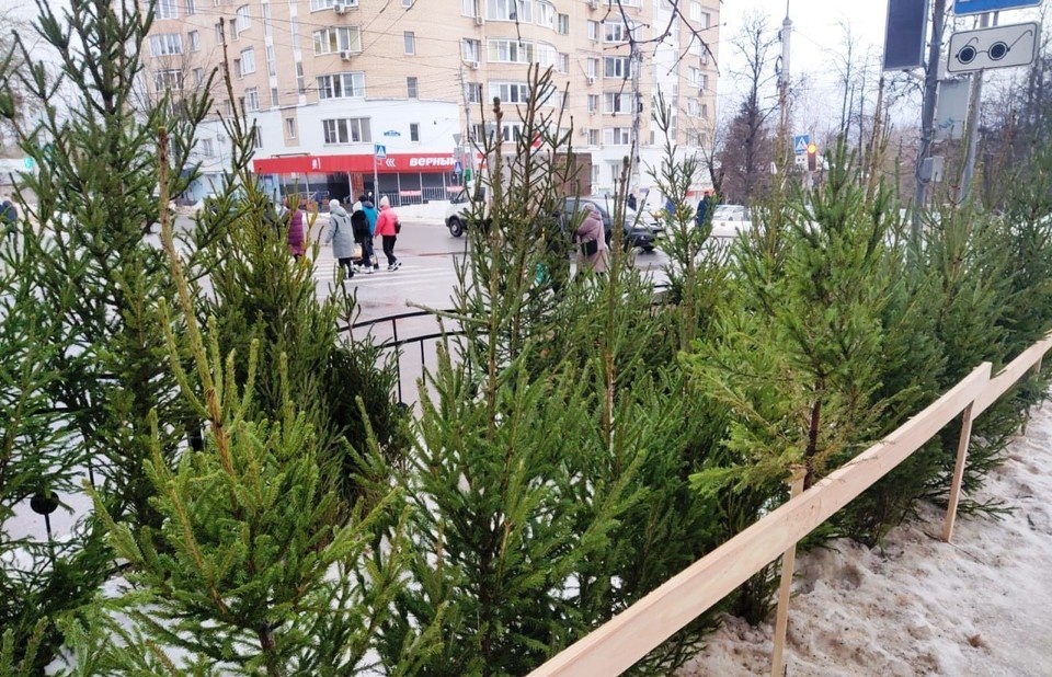    Калужане могут купить новогодние ёлки на официальных базарах.