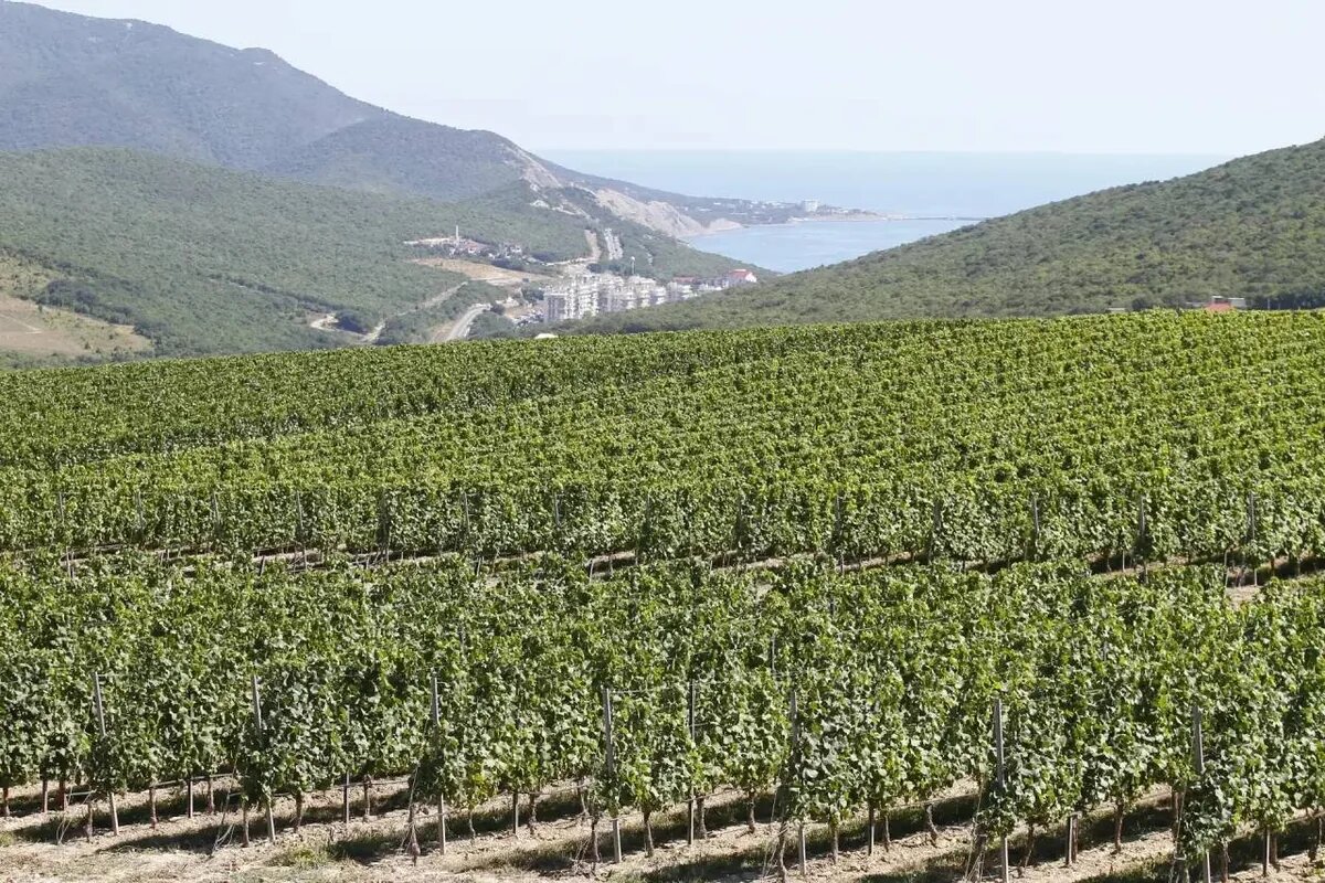    Фото t.me/kondratyevvi