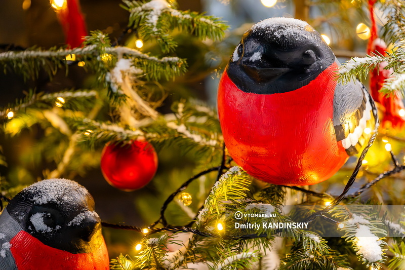    Фото: Дмитрий Кандинский / vtomske.ru