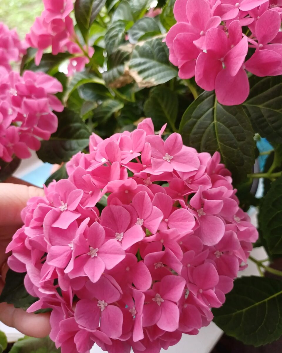 Всем привет мои дорогие подписчики и гости канала. 