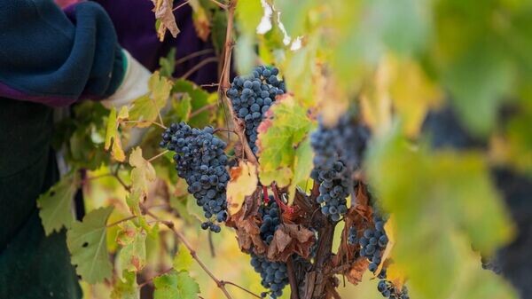    © Telegram Михаил Развожаев