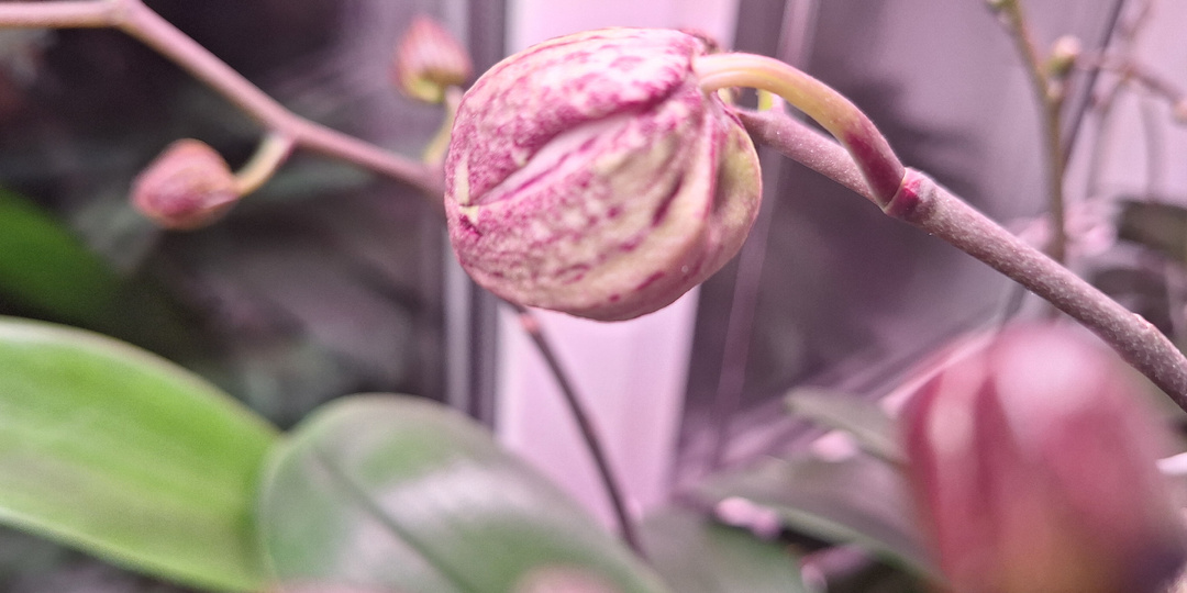 Орхидеи: Пелор или нет? Интрига🤔 вот-вот раскроется!