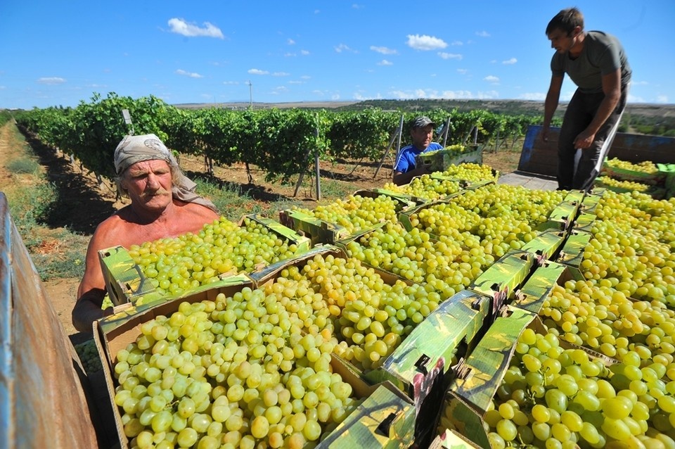    В 2026 году на поддержку севастопольских виноделов направят полмиллиарда рублей Евгения ГУСЕВА