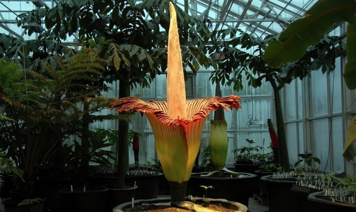    Аморфофаллус в оранжерее. Источник изображения: Live Science