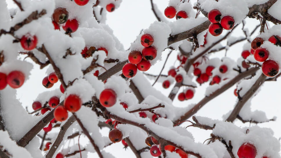 Фото: Егор Снетков / Коммерсантъ