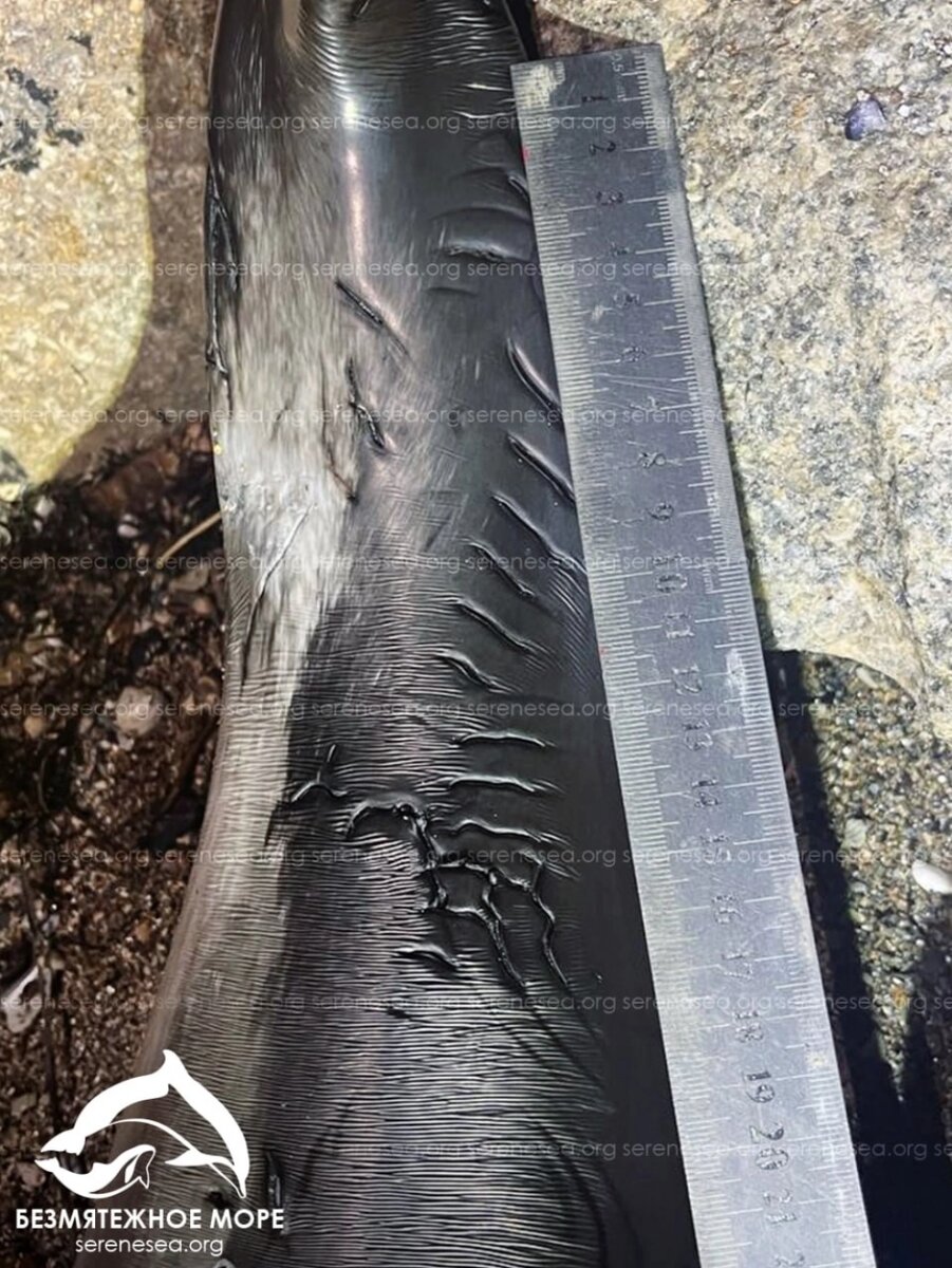    Фото: Центр изучения, спасения и реабилитации морских млекопитающих «Безмятежное море»