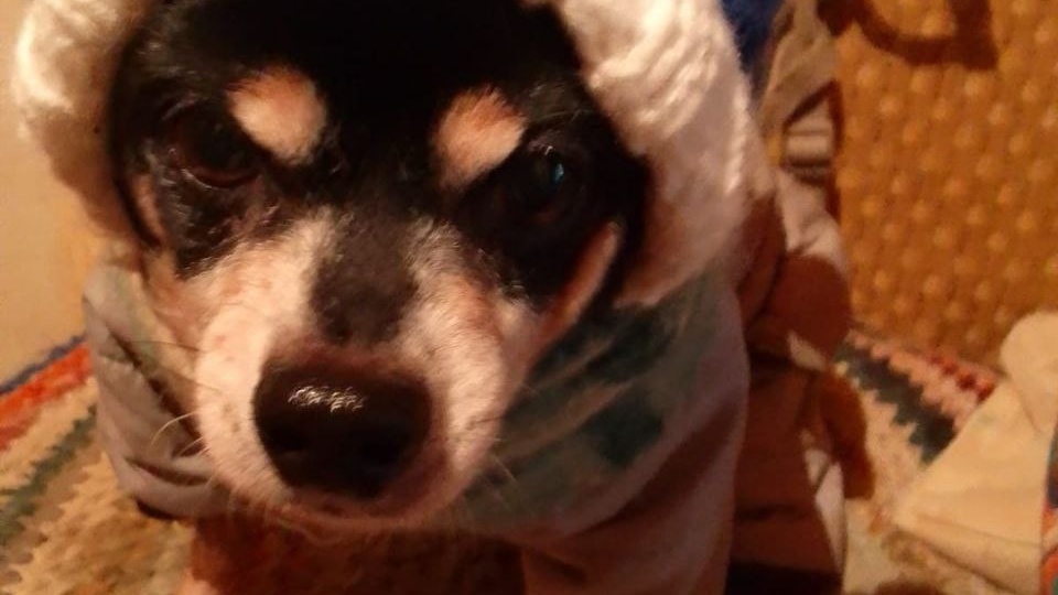 🎄 Привет от Мартина — самого стильного деда мороза в миниатюре!