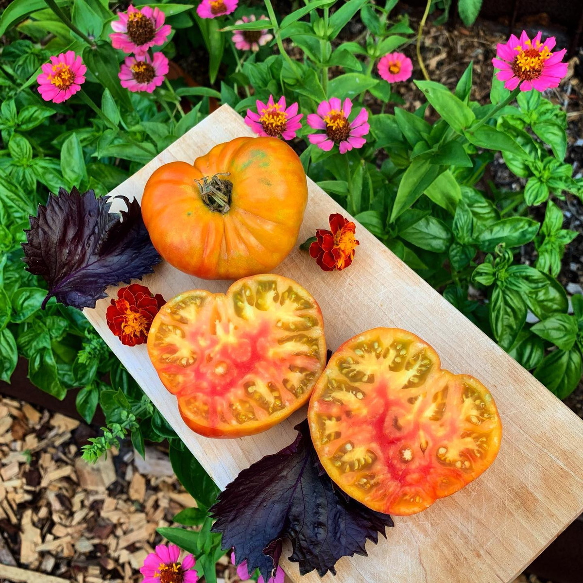 Томат Northern Lights или Северное сияние