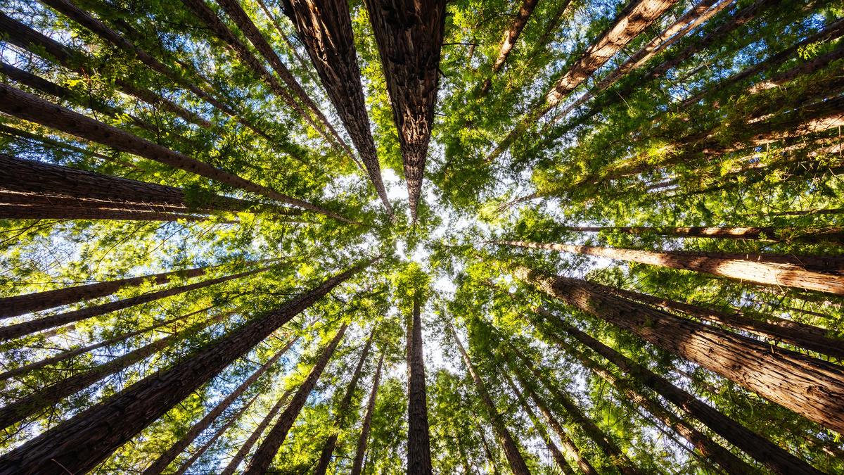     Фото: FiledIMAGE/Shutterstock/FOTODOM Тропические леса на северо-востоке Австралии теперь выделяют больше углерода, чем поглощают.