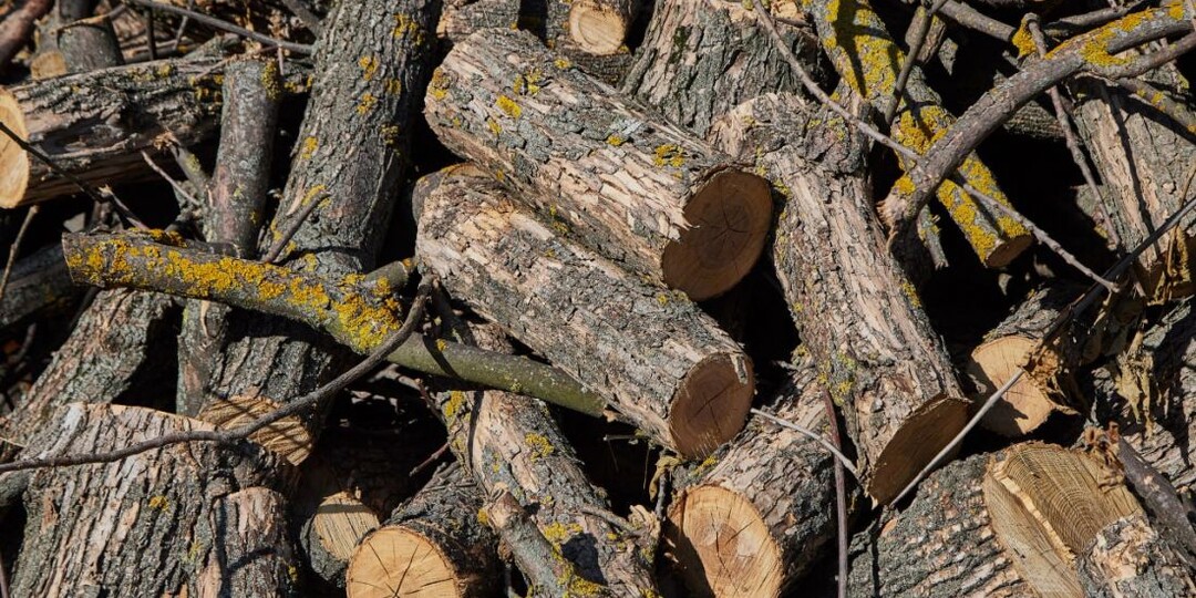 В Пензе бизнесмен незаконно срубил деревья перед своим рекламным щитом