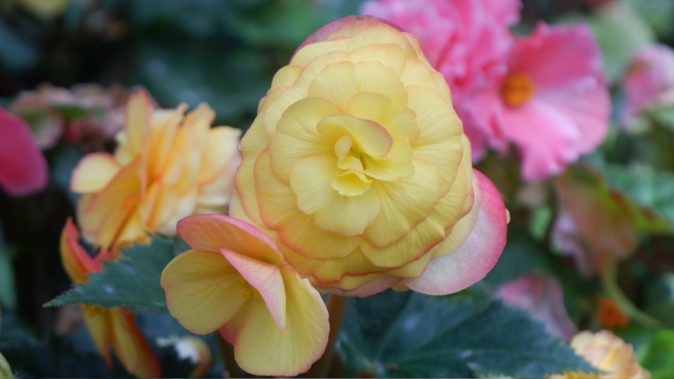 Бегония элатиор. Фото: Panumat Saenubon / Shutterstock / Fotodom
