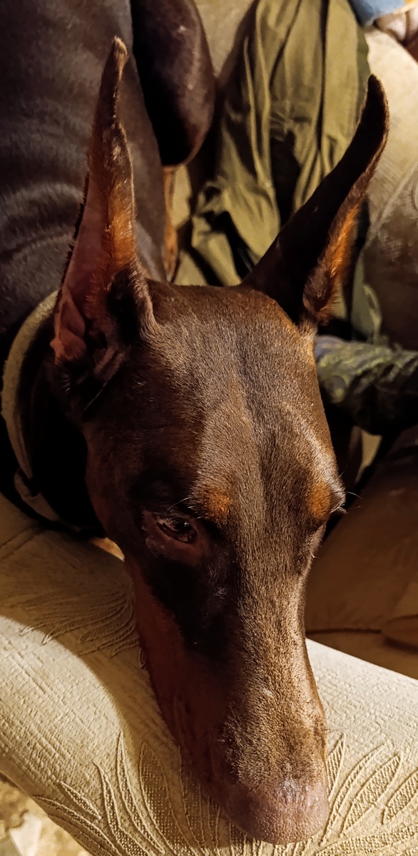 Я на эту вашу улицу до весны не пойду! Так и запишите!