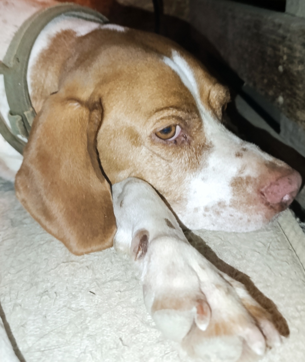 Я спу! Спуууу я!