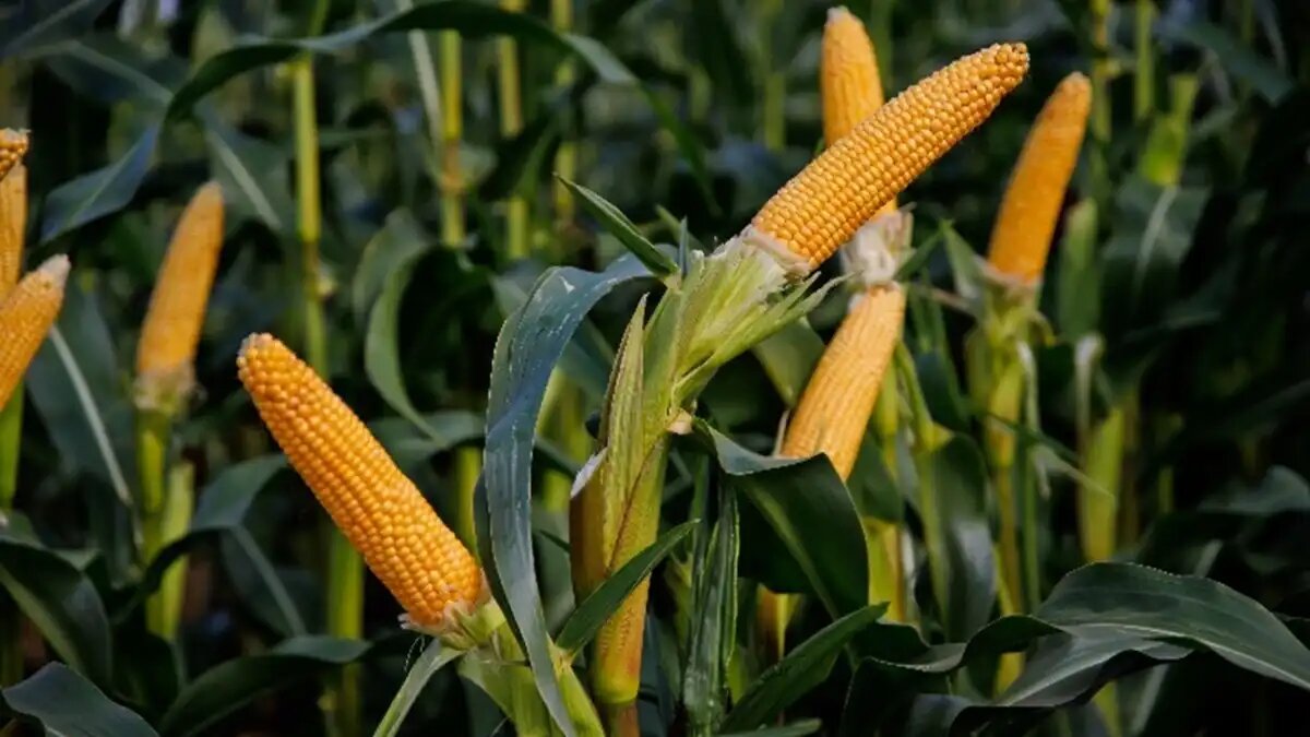 Фото: «Лимагрен»
Кросби. Гибрид кукурузы двойного назначения