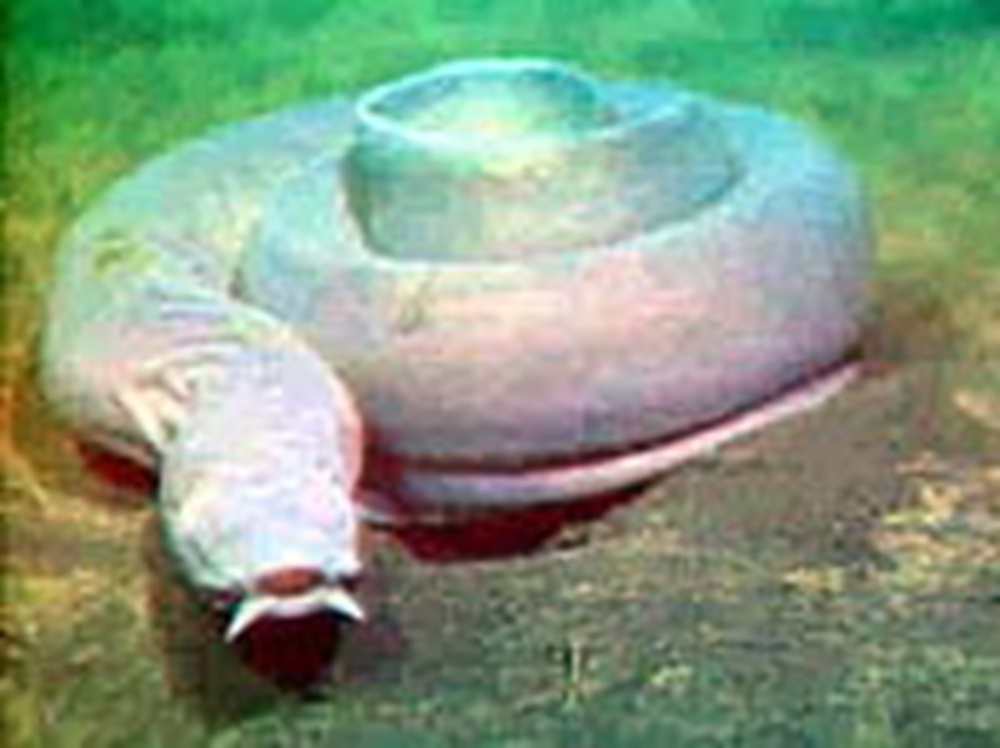     Фото: By Lmozero - Taken via ROV in Astoria Canyon off the Oregon Coast in 2001., Public Domain, commons.wikimedia.org