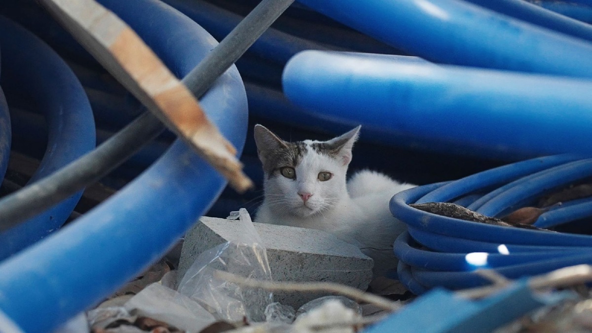    Фото: iStock/Pavel Herasimau